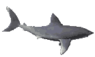animated shark