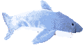 shark